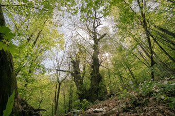 Il castagno di Pegliano