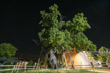 La quercia di Villanova di S. Antonio