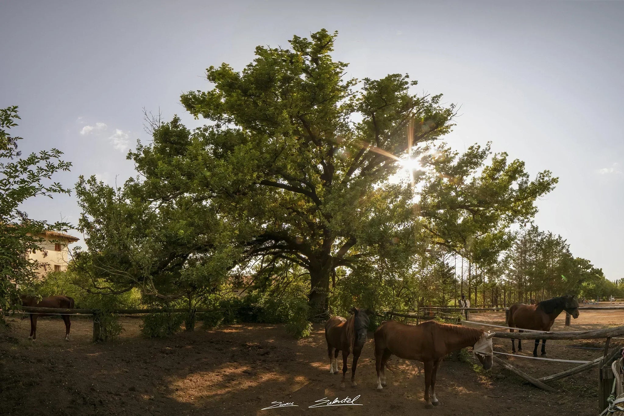 Quercia Multisecolare di Villa Colloredo Mels Mainardi Bianchi