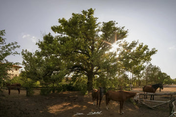 Quercia Multisecolare di Villa Colloredo Mels Mainardi Bianchi