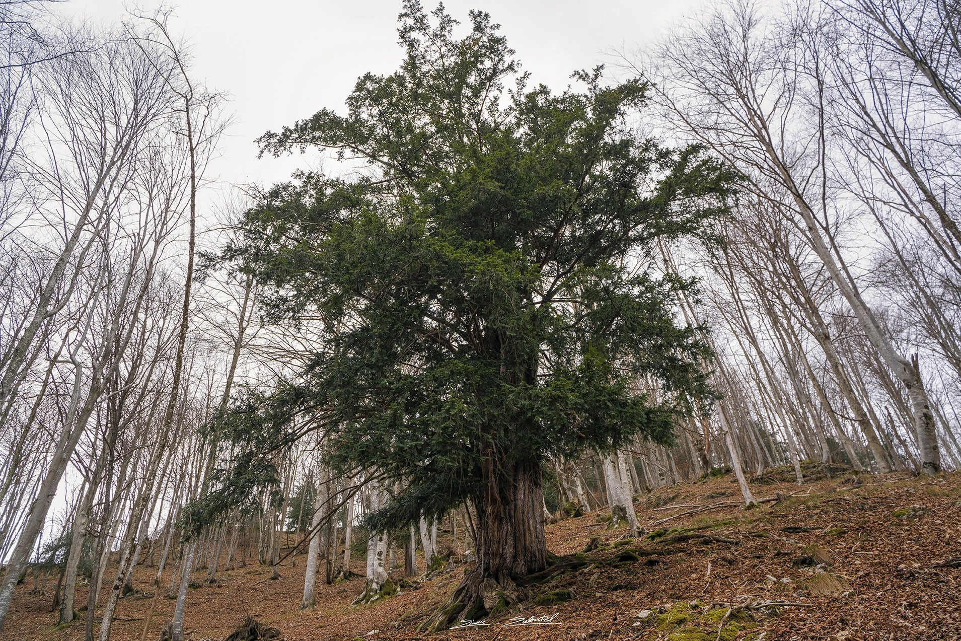 Tassi della foresta del Prescudin