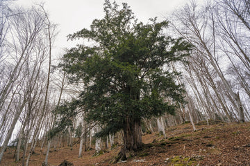 Tassi della foresta del Prescudin