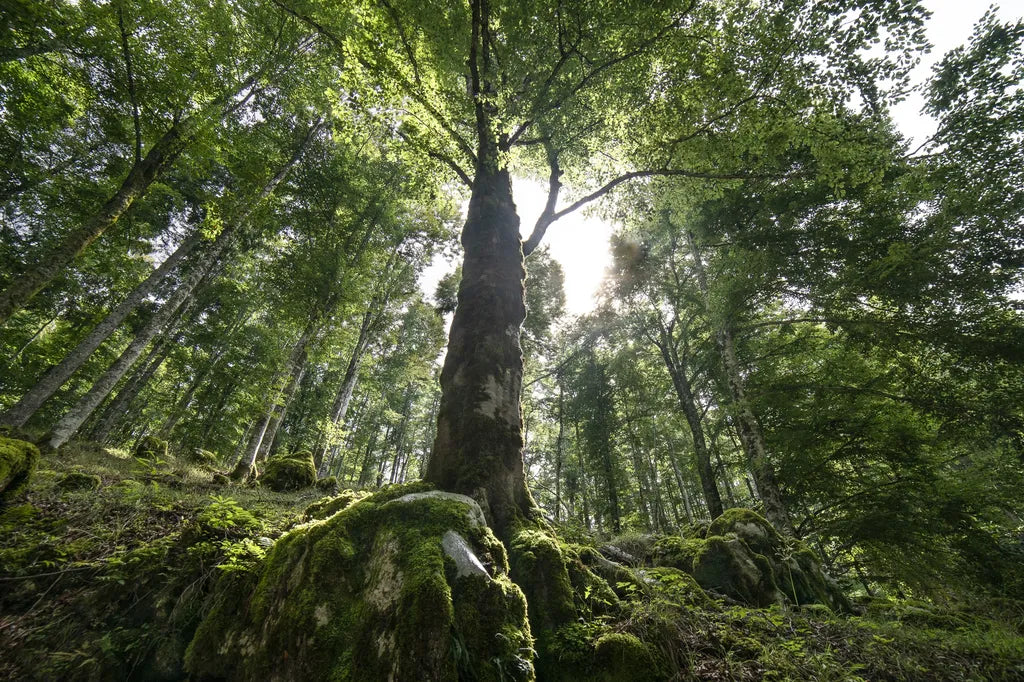 Un grande faggio nel Bosco del Cansiglio - Simone Gabatel ©